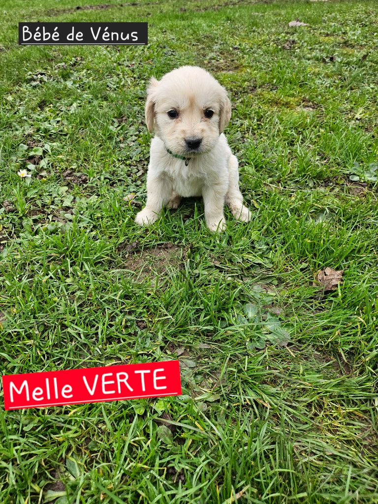 de la Petite Garencière - Chiot disponible  - Golden Retriever