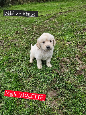 CHIOT violet