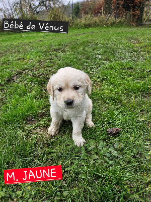 CHIOT jaune