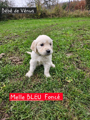 CHIOT BLEU FONCE