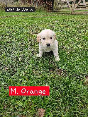 CHIOT ORANGE