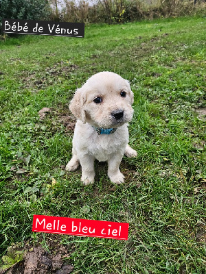 CHIOT BLEU CIEL