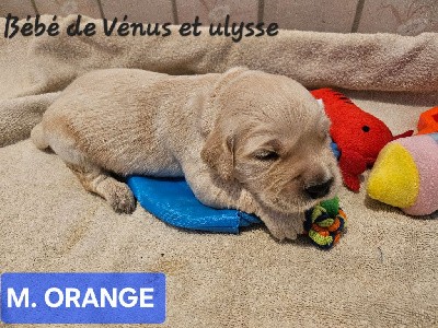 CHIOT ORANGE