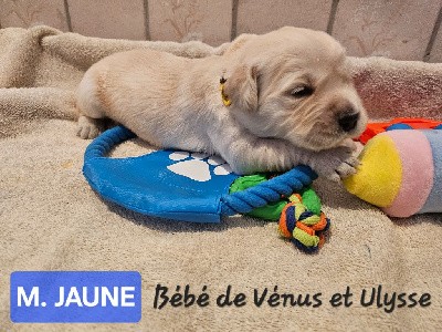 CHIOT jaune