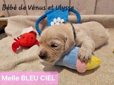 CHIOT BLEU CIEL