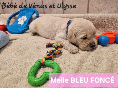 CHIOT BLEU FONCE