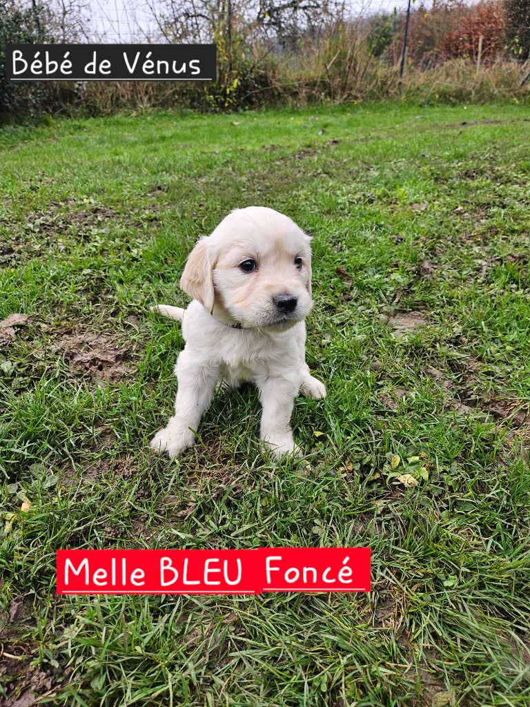 de la Petite Garencière - Chiot disponible  - Golden Retriever