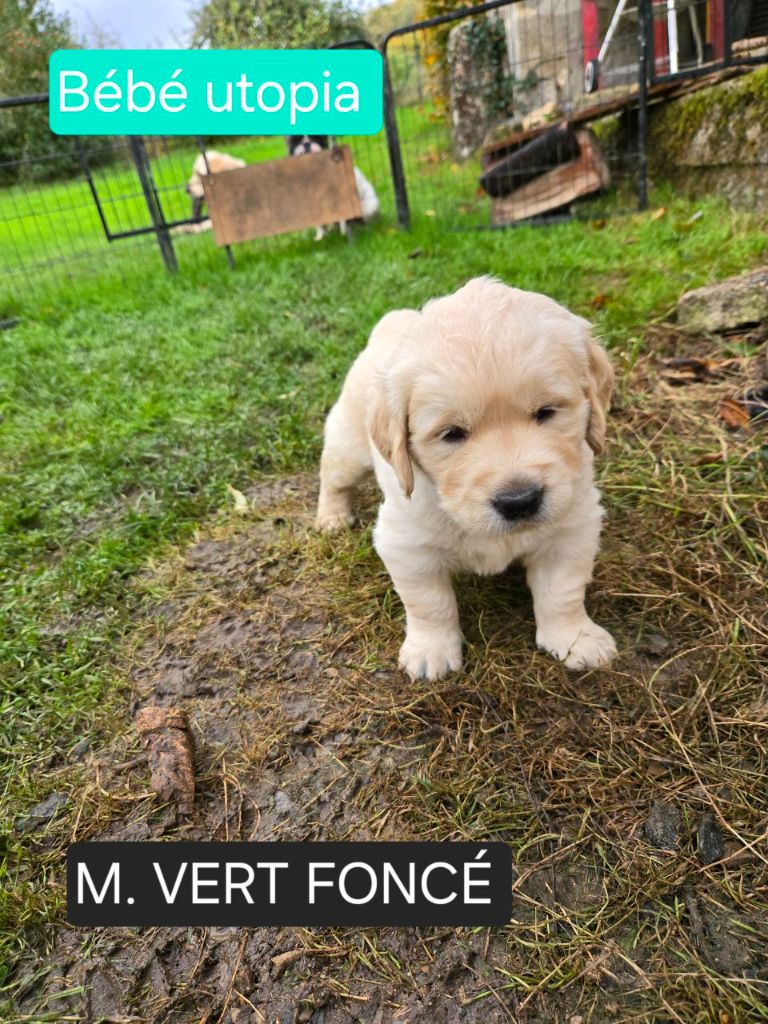 de la Petite Garencière - Chiots disponibles - Golden Retriever