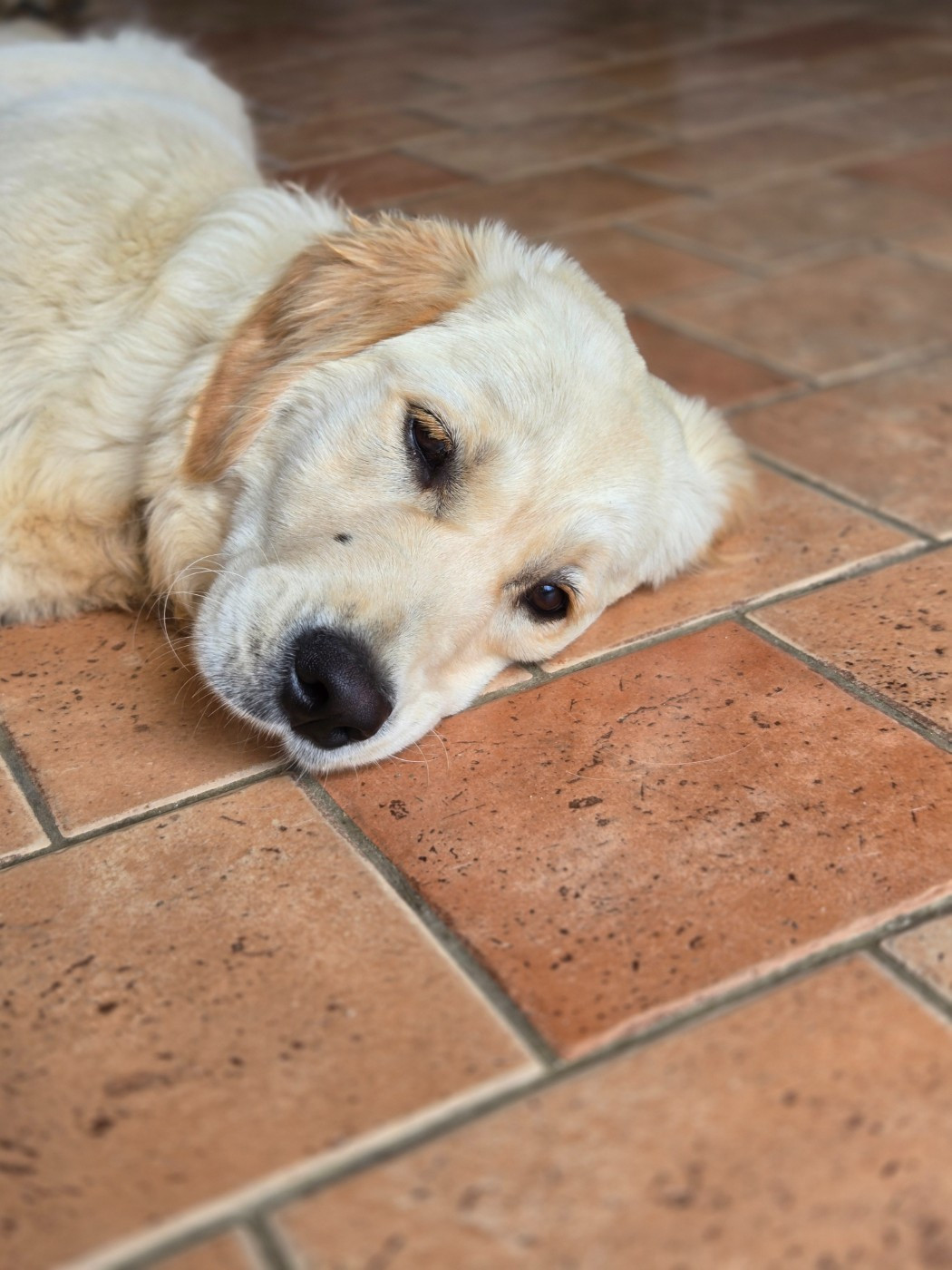 de la Petite Garencière - Chiots disponibles - Golden Retriever