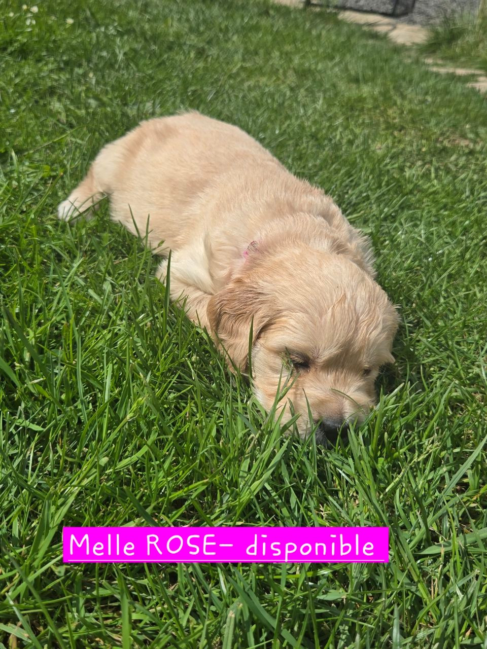 de la Petite Garencière - Chiots disponibles - Golden Retriever
