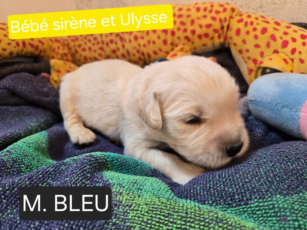de la Petite Garencière - Chiots disponibles - Golden Retriever