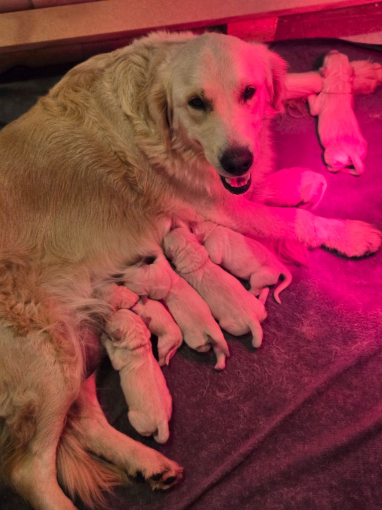 Chiot Golden Retriever de la Petite Garencière