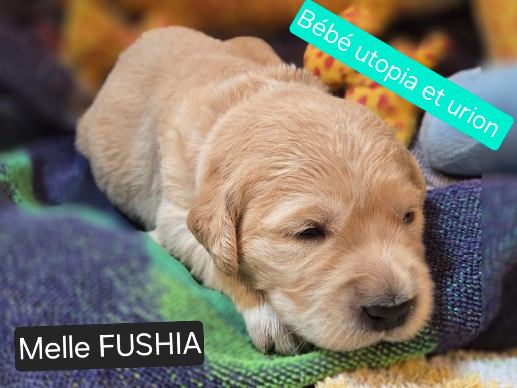 de la Petite Garencière - Chiots disponibles - Golden Retriever