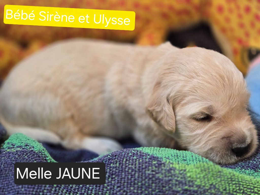 de la Petite Garencière - Chiots disponibles - Golden Retriever