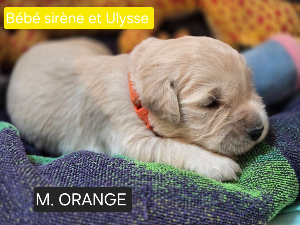 de la Petite Garencière - Chiots disponibles - Golden Retriever