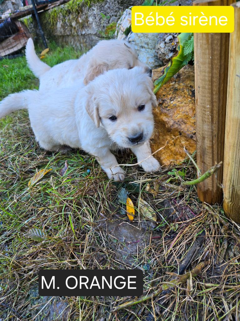 de la Petite Garencière - Chiots disponibles - Golden Retriever