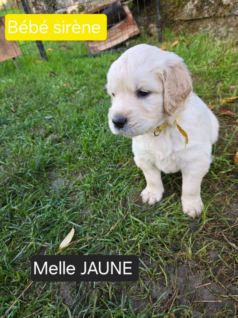 de la Petite Garencière - Chiots disponibles - Golden Retriever