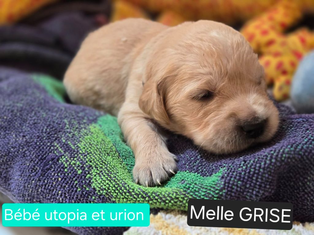 de la Petite Garencière - Chiots disponibles - Golden Retriever