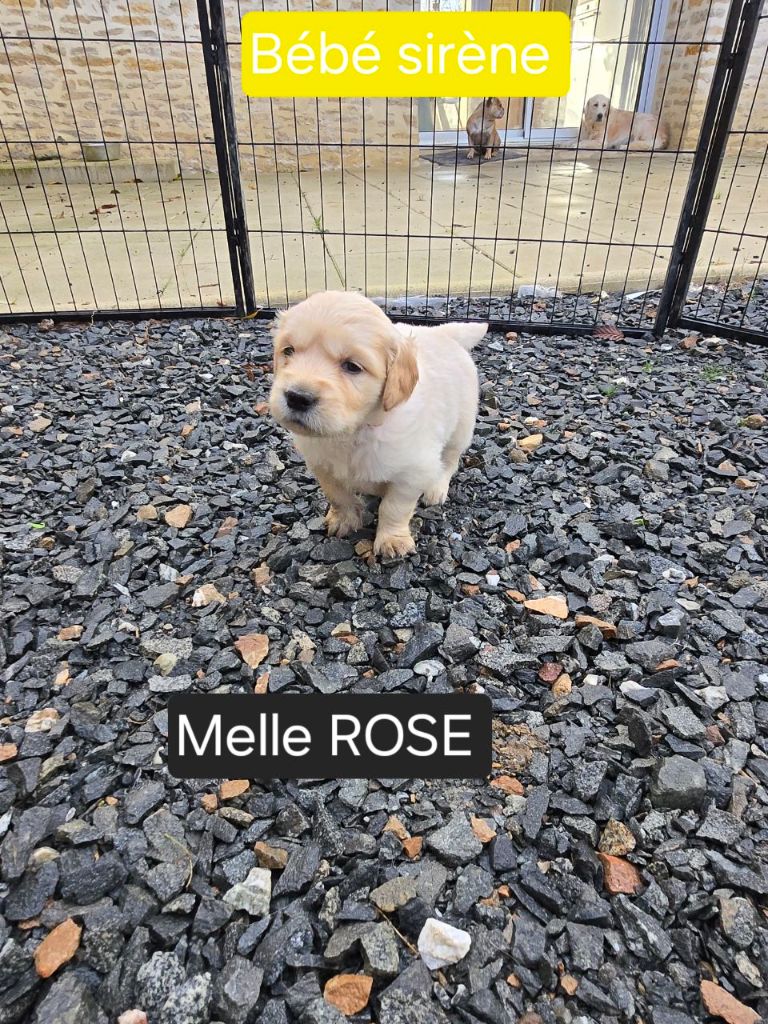 de la Petite Garencière - Chiots disponibles - Golden Retriever
