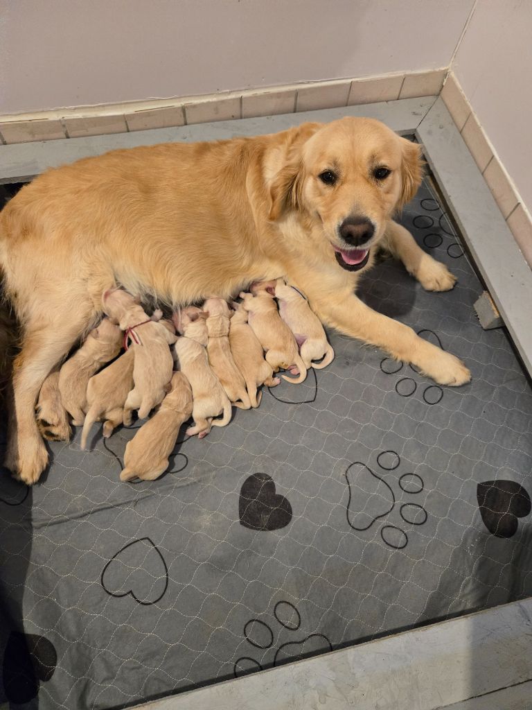 Chiot Golden Retriever de la Petite Garencière