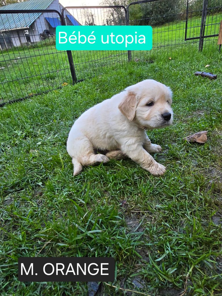 de la Petite Garencière - Chiots disponibles - Golden Retriever
