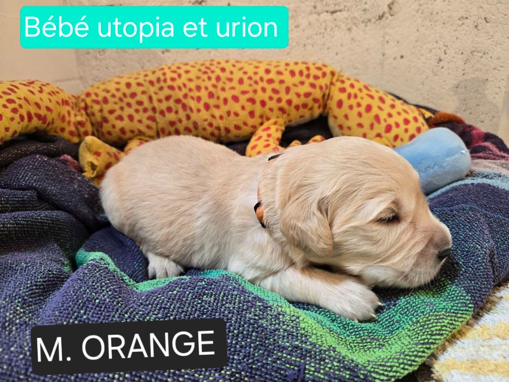 de la Petite Garencière - Chiots disponibles - Golden Retriever