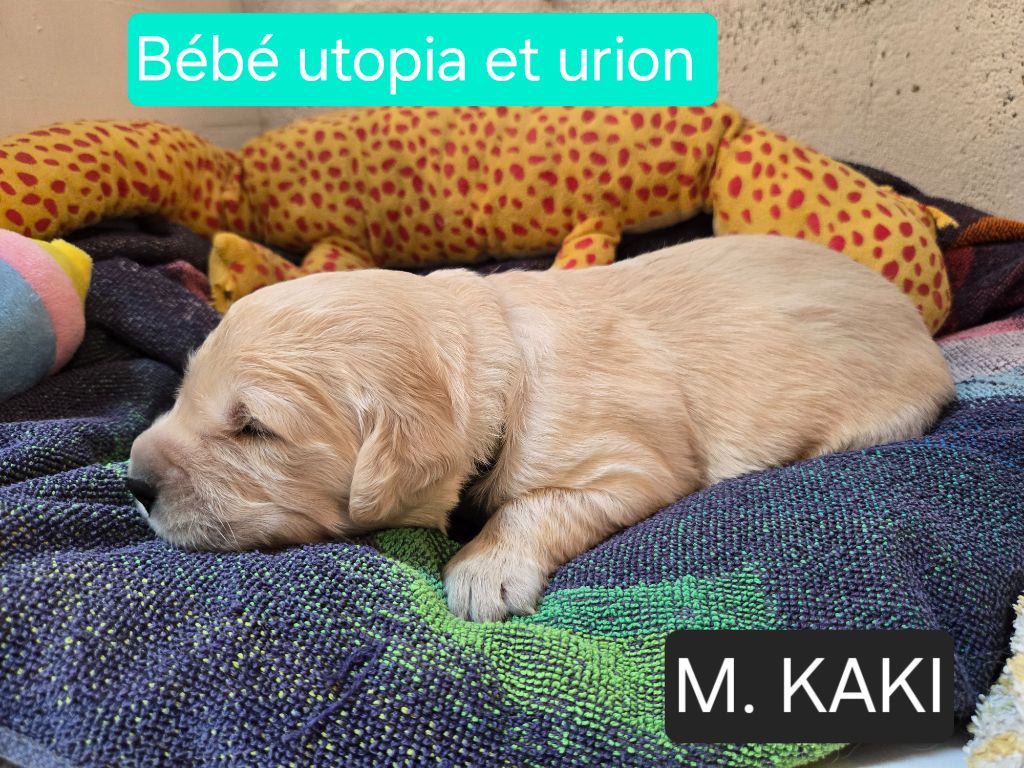 de la Petite Garencière - Chiots disponibles - Golden Retriever