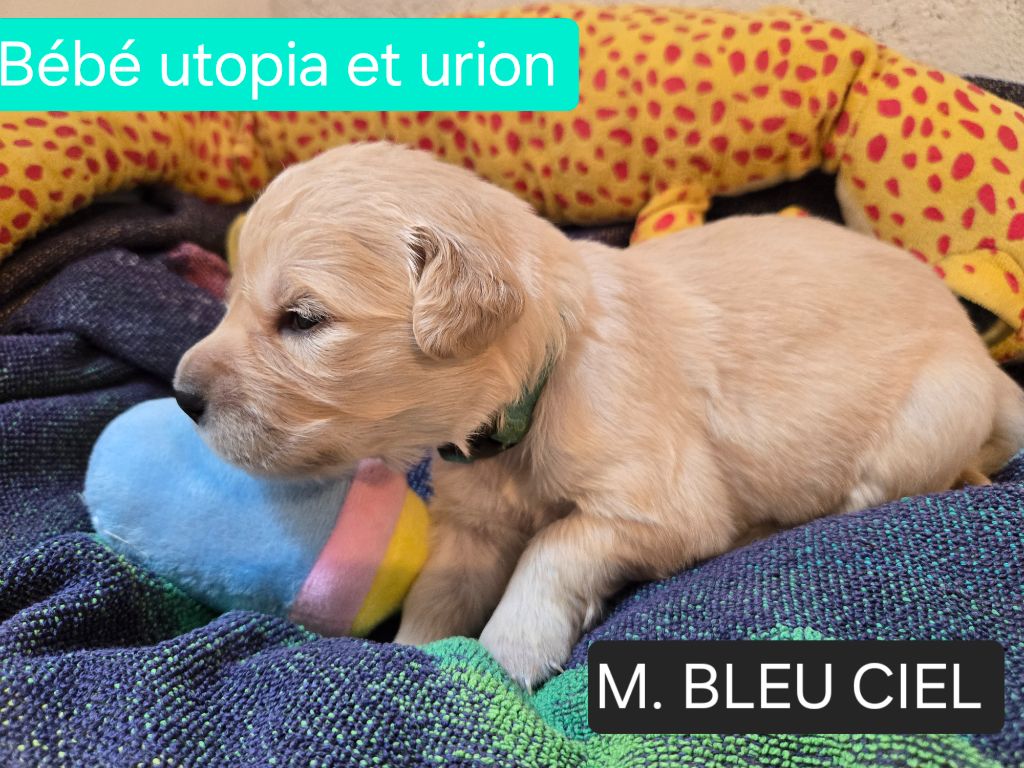 de la Petite Garencière - Chiots disponibles - Golden Retriever