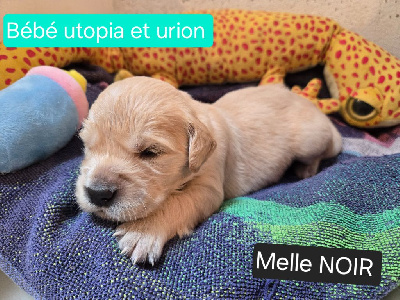 CHIOT NOIR