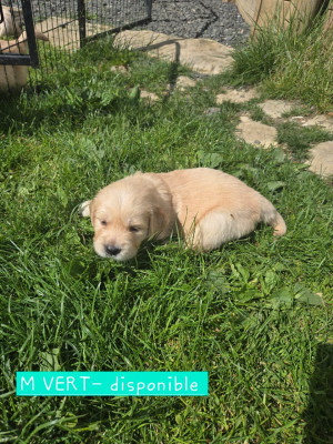 CHIOT VERT