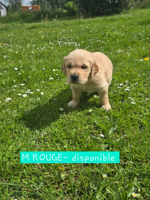 CHIOT ROUGE