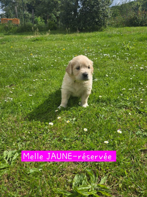 CHIOT JAUNE