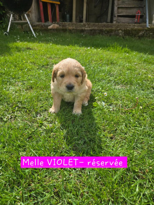 CHIOT VIOLET
