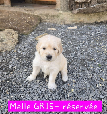 CHIOT GRISE