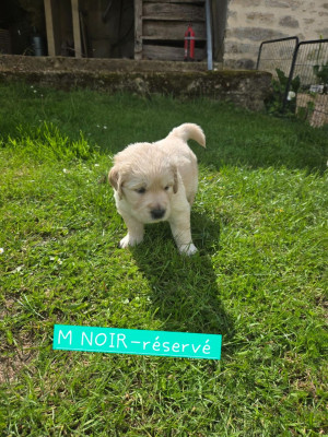 CHIOT NOIR