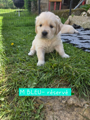 CHIOT BLEU