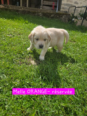 CHIOT ORANGE