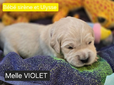 CHIOT VIOLET