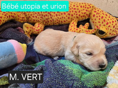 CHIOT VERT CLAIR