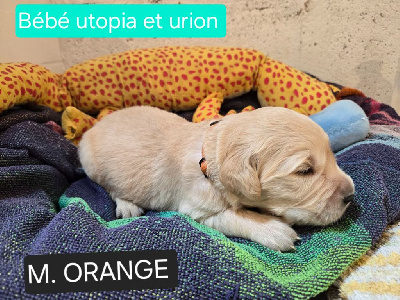 CHIOT ORANGE