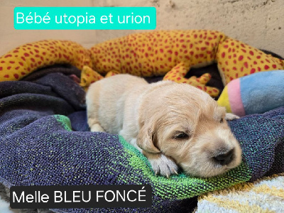 CHIOT BLEU FONCE