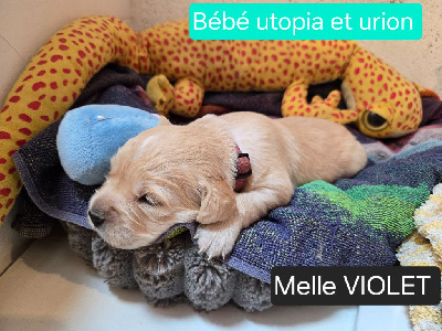 CHIOT VIOLET