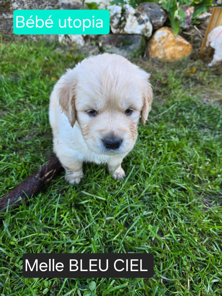 de la Petite Garencière - Chiots disponibles - Golden Retriever