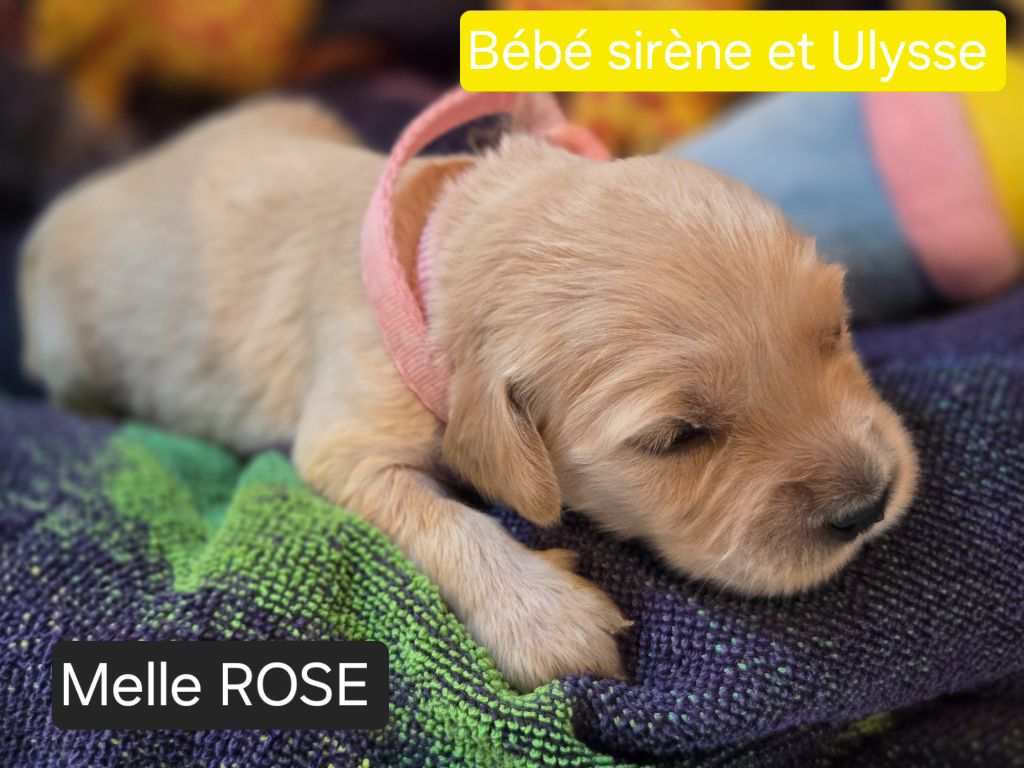 de la Petite Garencière - Chiots disponibles - Golden Retriever